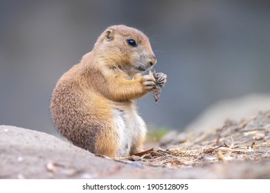 Close Up Of A Black-tailed Prairie Dog Cynomys Ludovicianus Eating Vegtables And Plants. This Rodent Of The Family Sciuridae Is Found In The Great Plains Of North America.