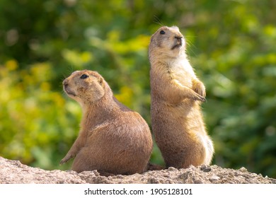 Close Up Of A Black-tailed Prairie Dog Cynomys Ludovicianus Eating Vegtables And Plants. This Rodent Of The Family Sciuridae Is Found In The Great Plains Of North America.