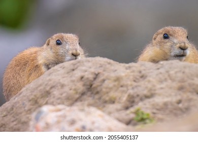 Close Up Of A Black-tailed Prairie Dog Cynomys Ludovicianus Eating Vegtables And Plants. This Rodent Of The Family Sciuridae Is Found In The Great Plains Of North America.