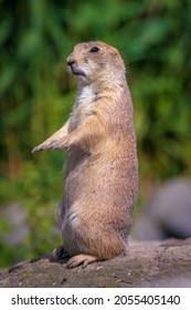 Close Up Of A Black-tailed Prairie Dog Cynomys Ludovicianus Eating Vegtables And Plants. This Rodent Of The Family Sciuridae Is Found In The Great Plains Of North America.