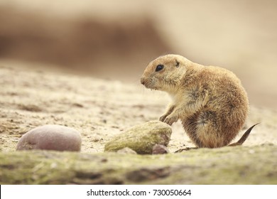 Close Up Of A Black-tailed Prairie Dog (Cynomys Ludovicianus) Eating Vegtables And Plants.