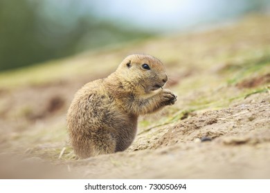 Close Up Of A Black-tailed Prairie Dog (Cynomys Ludovicianus) Eating Vegtables And Plants.