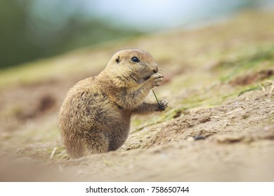 Close Up Of A Black-tailed Prairie Dog (Cynomys Ludovicianus) Eating Vegtables And Plants. This Rodent Of The Family Sciuridae Is Found In The Great Plains Of North America.