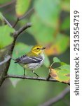 Close up of a Black-throated Green warbler bird perched on a branch