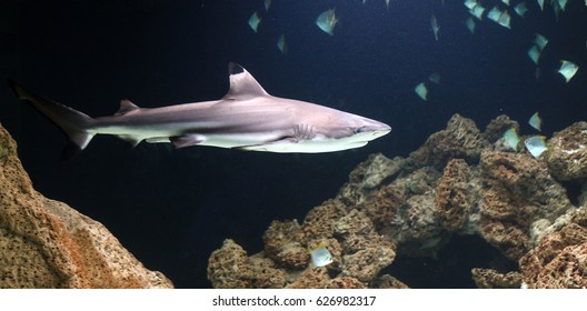 1,588 Black tip shark Images, Stock Photos & Vectors | Shutterstock