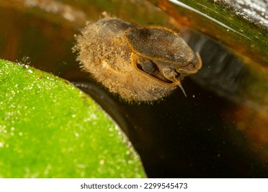 close up of a bladder snail bladder snail, frog, nature, water, animal, lizard, green, reptile, pond, amphibian, wildlife, wild, lake, turtle, leaf, fish, tree