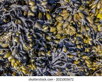 Close up of bladderwrack and focus algae on the North Sea