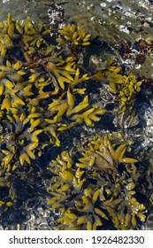 Close up of Bladderwrack (Fucus gardneri) seaweed, Russell Island, British Columbia, Canada