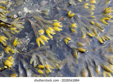 Close up of Bladderwrack (Fucus gardneri) seaweed bladders, Portland Island, British Columbia, Canada