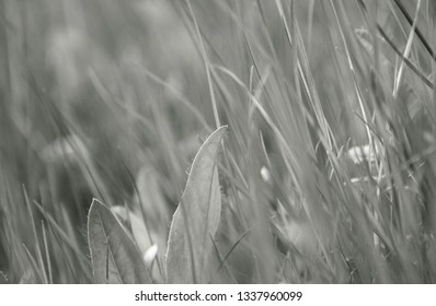 Close up of blades of grass