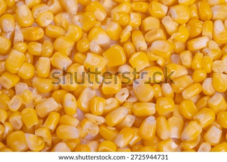 Close up blanched corn kernels cooling on tray, production line quality control scene, packer checking texture and color, food factory lighting and stainless steel surfaces