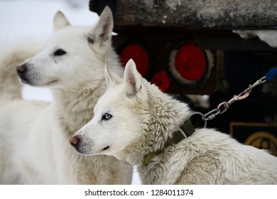 Close Up Of Blond Seppala Siberian Sleddogs Waiting To Be Harnessed For Dog Sled Races