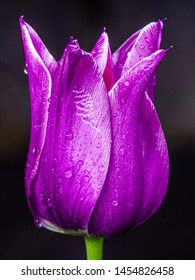 close up of bloom tulip