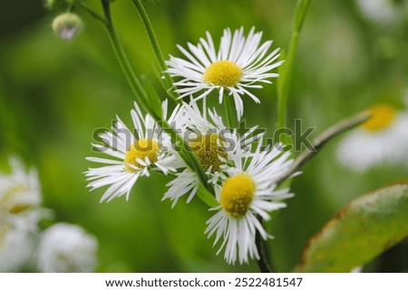 Close up of a blooming Annual Fleabane, Daisy (Erigeron annuus) in a meadow in the Biesbosch, Dordrecht, South-Holland, Netherlands.