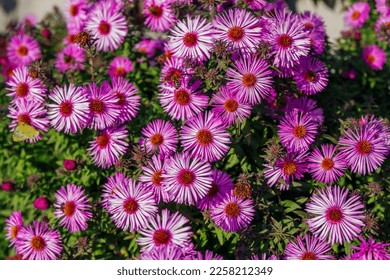 Close up blooming bushy aster pink wild flowers growing on the meadow - Shutterstock ID 2258212349
