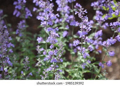 wallpapers Pictures Of Catmint Flowers https www shutterstock com image photo close blooming catmint walkers low nepeta 1985139392