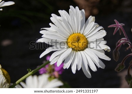Close up of Blooming Daisy