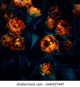 Close up of blooming flowerbeds of amazing orange parrot tulips during spring. Public flower garden, Netherlands. Dark moody photo