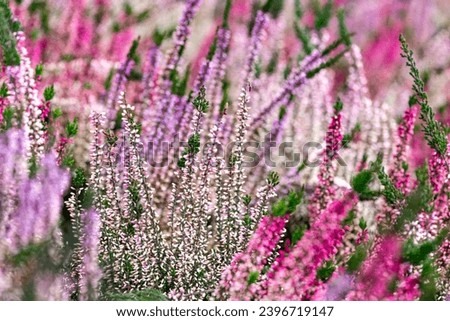 Similar – Image, Stock Photo pink flowers of calluna vulgaris in a field at sunset