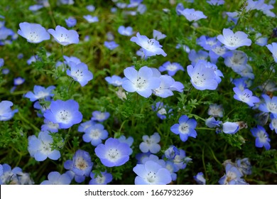 Nemophila Images Stock Photos Vectors Shutterstock