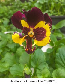 Close up of a blooming pansy with maroon and yellow petals against a green leafy background