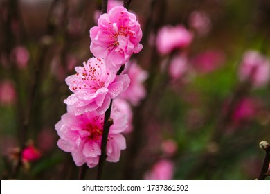 Close Up Blooming Peach Blossom Flowers (hoa Dao) In Spring, Hanoi, Vietnam