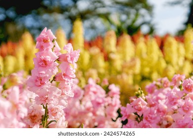 A close up of blooming pink snapdragon flowers (Antirrhinum majus) grow in a colorful flower field with blue sky on a sunny day.