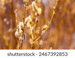 Close up of blooming pussy willow branches in golden spring sunlight