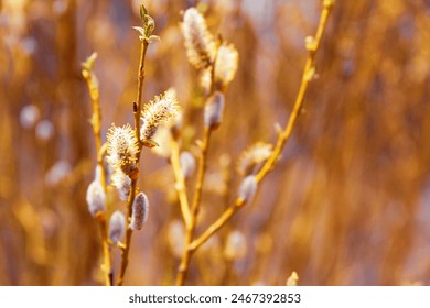 Close up of blooming pussy willow branches in golden spring sunlight