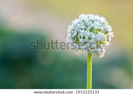 Close up of blooming scallion flower (also known as green onions or spring onions or sibies)