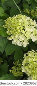 Close up of blooming smooth hydrangea Hydrangea arborescens flowers with lime green and white petals