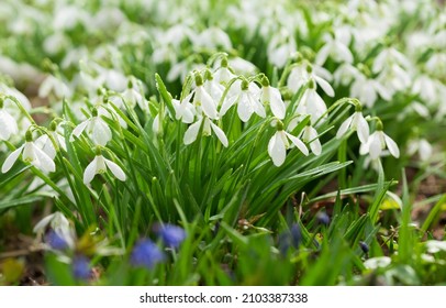 Close up of blooming snowdrop flowers in a garden. First spring flowers
