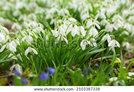Close up of blooming snowdrop flowers in a garden. First spring flowers