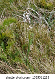 Close Up Of The Blooming White Flower Of Prasophyllum Alpestre, Commonly Known As The Mauve Leek Orchid. Kosciuszko National Park, New South Wales, Australia