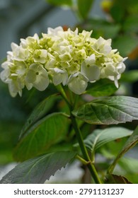 Close up of a blooming white hydrangea flower, beautiful smooth hydrangea blossom with soft green background.