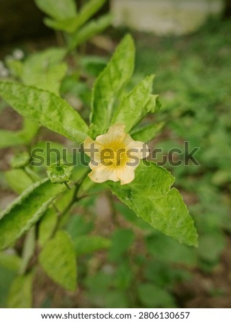 Close up of a blooming yellow arrowleaf sida flower (Sida rhombifolia) surrounded by fresh green leaves. This botanical photo is ideal for nature, herbal medicine, and wild flora themes.