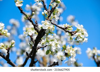 Close Up Blossom Apple Brunch. Cherry Blossom Tree Close Up. Spring Garden