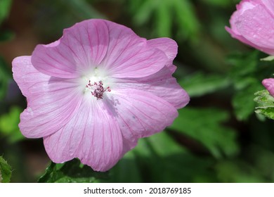 Close Up Of A Blossom Of The Natural Medicinal Plant High Mallow