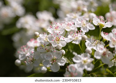 Close up of a blossoming Hawthorn plant - Powered by Shutterstock