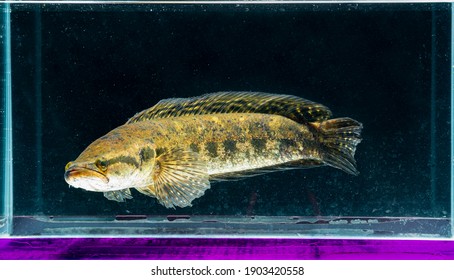 Close Up Blotched Snakehead In Dirty Fish Tank