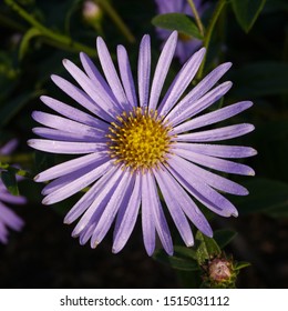 Close Up Of Blue Aaster Frikartii Monch Aster Flower