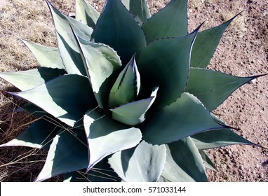 Close Up of Blue Agave Marfa West Texas