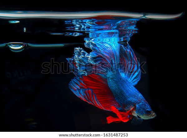Close Blue Betta Fish Fish Tank Stock Photo Edit Now 1631487253