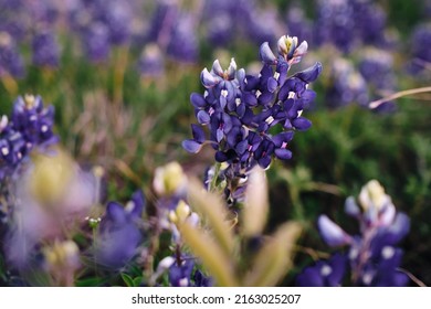 close up of blue bonnet (Lupinus texensis) flower in front of multiple other blue bonnets