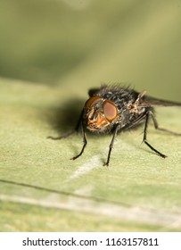 A Close Up Of A Blue Bottle Fly, Calliphora Sp. Which Is An Unwelcome Visitor To The Kitchen. Found In England, UK.