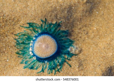 Blue Button Jellyfish Images Stock Photos Vectors Shutterstock