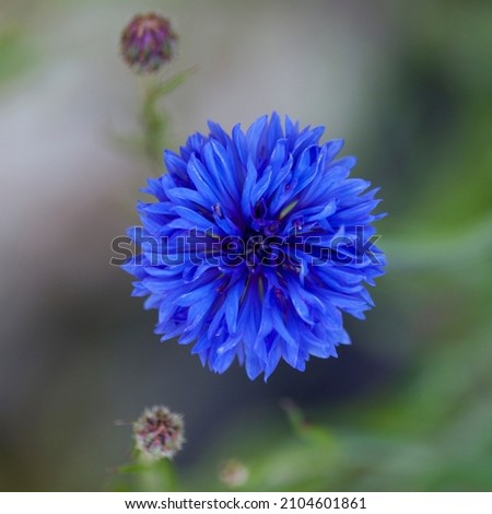 Close up of blue cornflower