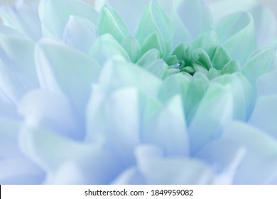 Close Up Of Blue Dahlia