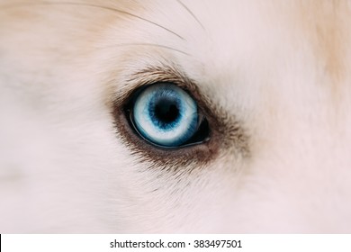 Close Up Of Blue Eye Of Husky Dog Puppy Whelp.