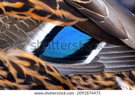 Close up of the blue flash of feathers on a female Mallard duck